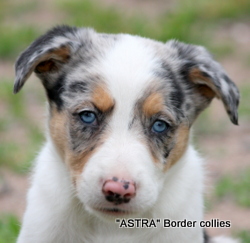 Tricolour Blue Merle MALE border collie puppy